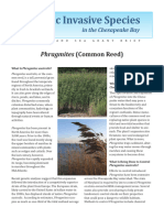 Phragmites (Common Reed)