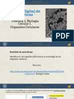 Practica 3. Biologia Celular I