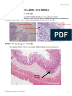 Sistema Imunológico Lâminas