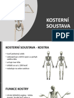 Kosterní Soustava