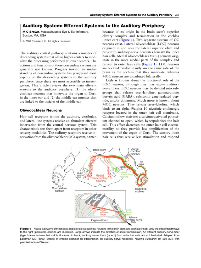 Efferent Auditory Systems Explained | PDF | Auditory System | Ear