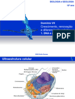 DNA e Síntese Proteica