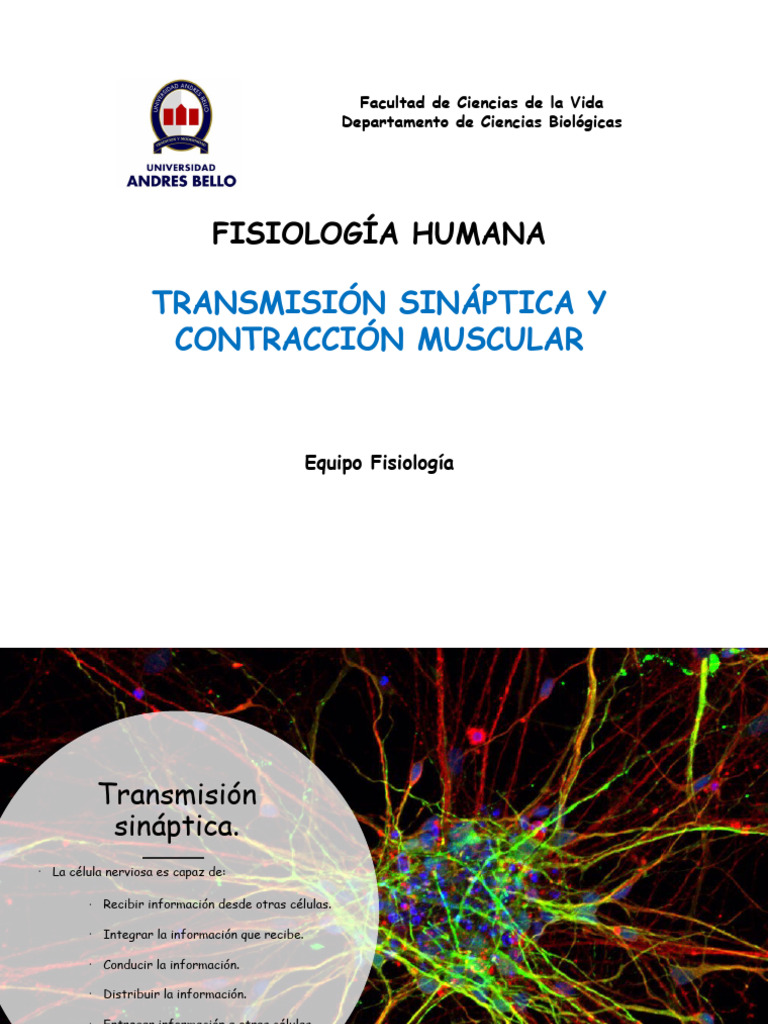 Clase Sinapsis y Contraccion Muscular | PDF | Sinapsis | Sinapsis química