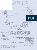 Ciclo de Krebs Explicado