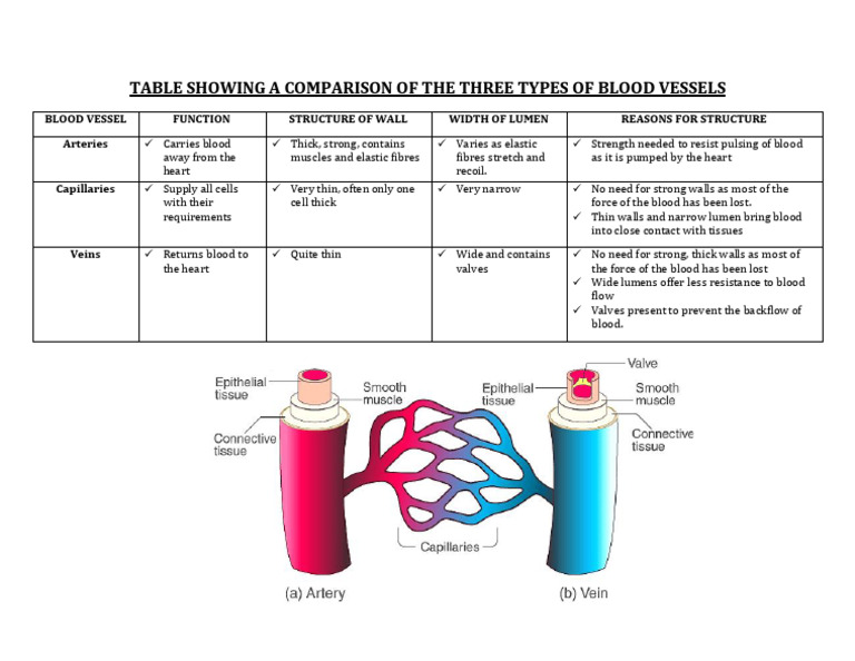 Blood Vessels Summary Table | PDF