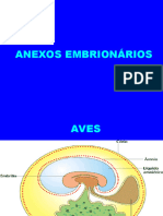 Slides - Classificação Embrionária Dos Mamíferos