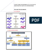 Cultivo de Bacterias Gram Positivos