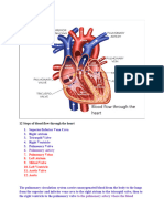 Blood Flow Through The Heart Assignment