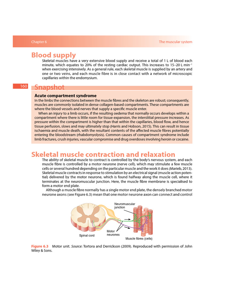 Skeletal Muscle Function and Blood Supply | PDF | Neuromuscular ...