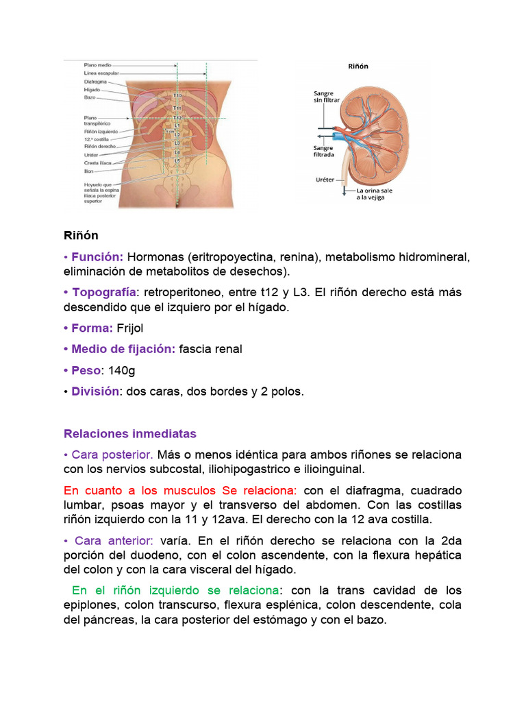anatomia dell Riñón | PDF | Riñón | Abdomen