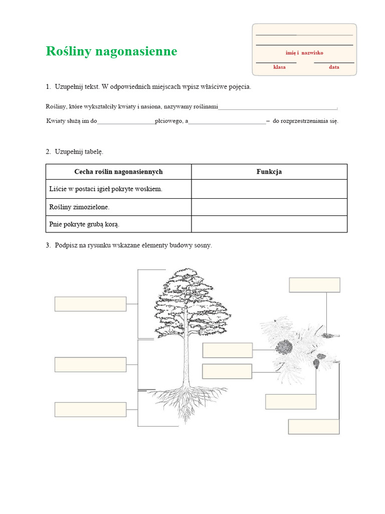 Rośliny Nagonasienne Klasa 5 Karta Pracy Rosliny Nagonasienne | PDF