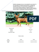 Le Pinscher Nain