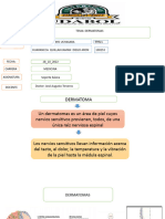 Dermatomas y Medula Espinal Soporte 11111