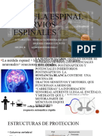 Medula Espinal y Nervios Espinales 02