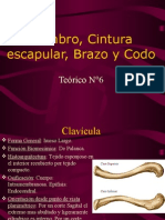 Hombro, Cintura Escapular, Brazo y Codo