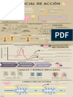 Potencial de Acción