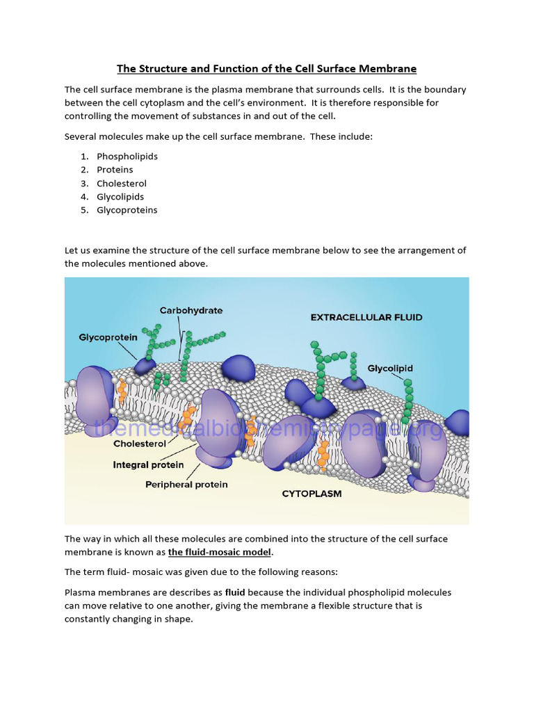 Cell Membrane: Structure & Function | PDF | Cell Membrane | Osmosis