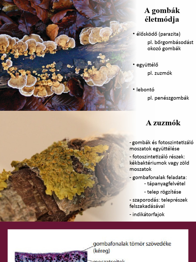 Gombak Hazai Gombafajok Pdf