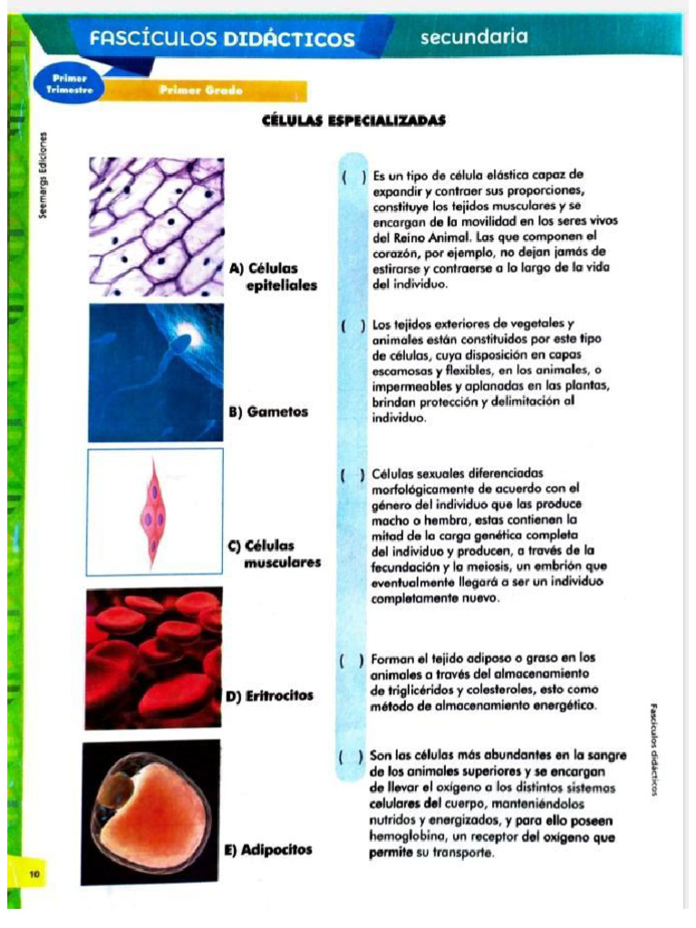 Tipos de Celulas | PDF