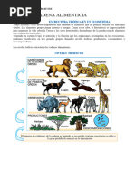 La Cadena Alimenticia para Tercer Grado de Secundaria