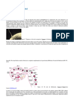 Desarrollo Prenatal