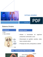 Aula 9. Sistema Urinário