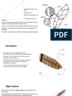 Types of Feather