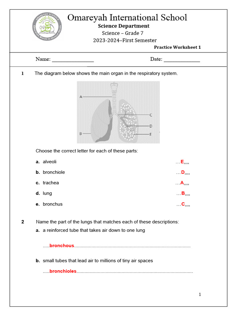 Grade 7 Respiratory System Worksheet | PDF | Respiratory System | Lung