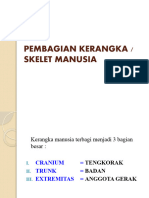 Pembagian Kerangka Manusia