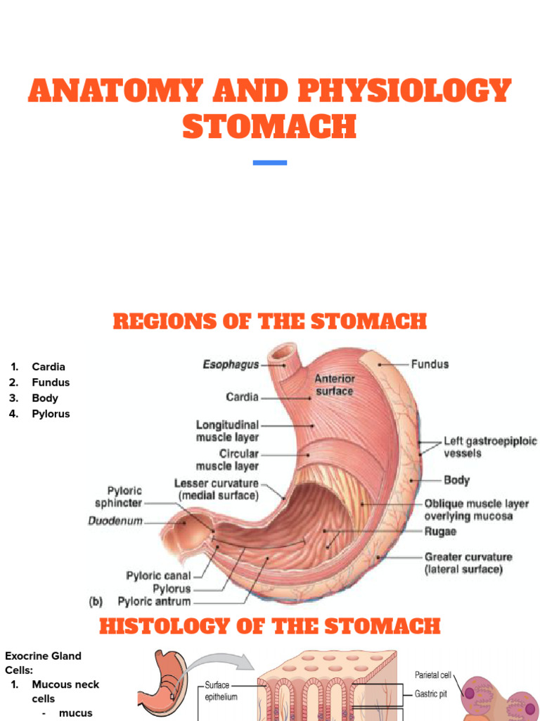 STOMACH LOCATION FUNCTION AND ASSOCIATED DISEASES visual data 3