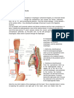 ANATOMY 04 Presentation