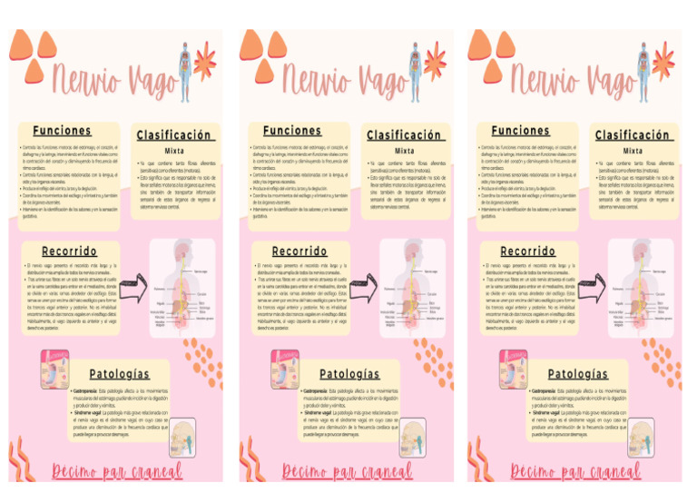 Copia De Nervio Vago Impresión Pdf