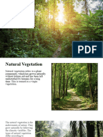 Natural Vegetation & Tropical Evergreen Forest
