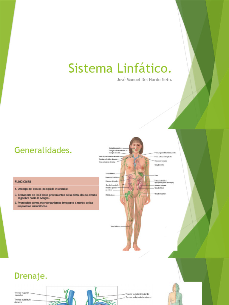 Sistema Linfático Pdf Sistema Linfático Ganglio Linfático