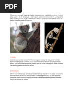 Anatomía y Fisiología de Koalas | PDF | Coala
