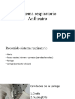 Sistema Respiratorio