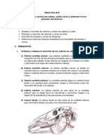 Anatomia Comparada 2 Practica 8 y 9