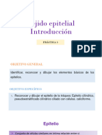 Tejido Epitelial Introducción