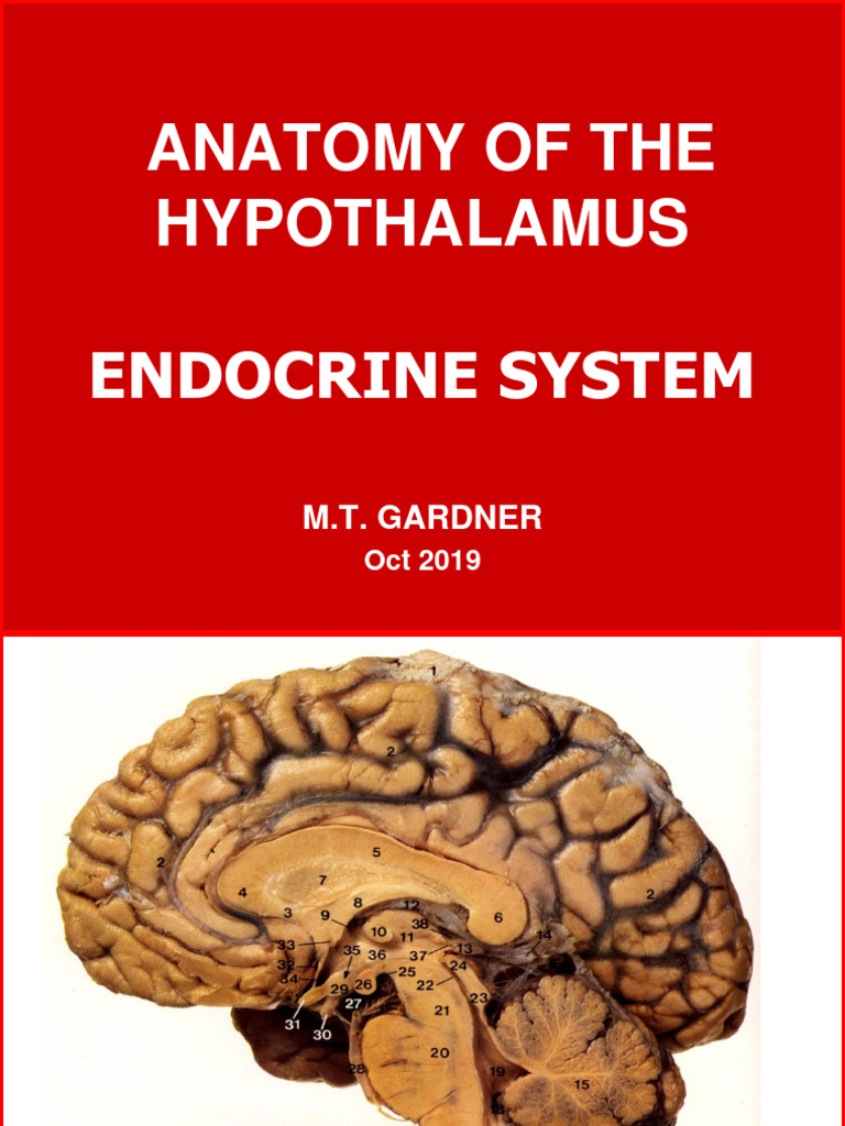 Hypothalamus 2019 Biology Diagrams