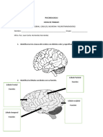 Hojas de Trabajo Lobulos Cerebrales