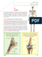 El Sistema Óseo: Protección y Sostén