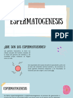 Espermatogenesis