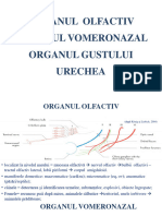 Curs 3. Organe de Simt Part 2 - Organul Auzului, Gustului Si Mirosului