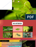 PDF Katydid