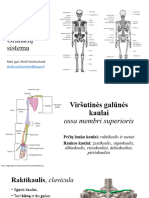 Griaučių Sistema - Galūnių Kaulai