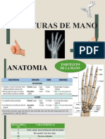 Anatomia de Mano