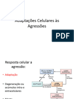 Aula 3 Adaptações Celulares Às Agressões