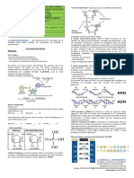Acidos Nucleicos