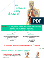 Клітини органів людини