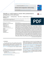 Zebrafish As A Useful Model For Zoonotic Vibrio Parahaemolyticus Pathogenicity in Fish and Human